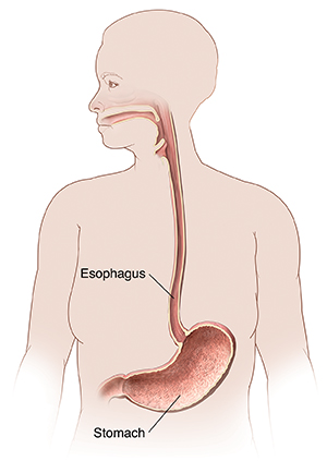 Outline of woman showing mouth, esophagus, and stomach.