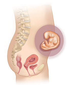 Side view of female body showing reproductive system and inset of 1 month embryo.