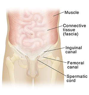 Front view of male body showing muscles of abdomen and intestines ghosted in.