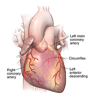 Front view of heart showing coronary arteries.