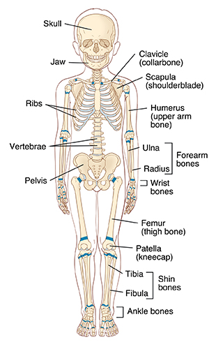 Front view of child showing skeleton and growth plates.